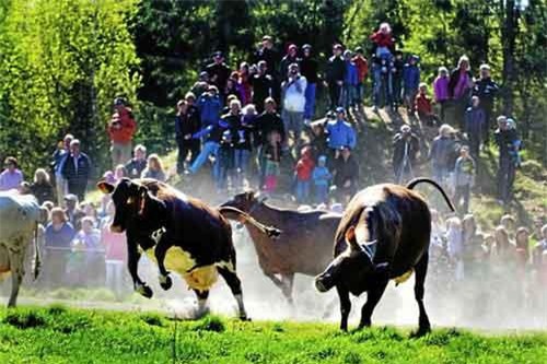 Hàng nghìn người tham gia Ngày hội thả bò truyền thống tại Thụy Điển