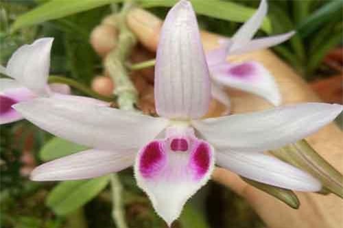 Lạ Thái Nguyên: Vườn lan nhiều loại siêu độc, giá cả chục triệu 1cm