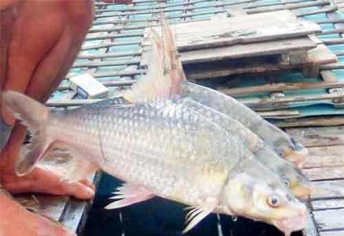 Cả đêm bì bõm bắt cá kêu cóc cóc ở sông Hậu, bán 130-200 ngàn/ký