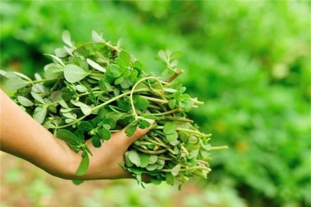 5 loại cây mọc hoang tại Việt Nam, sang nước ngoài trở thành “thần dược” đắt giá - 15