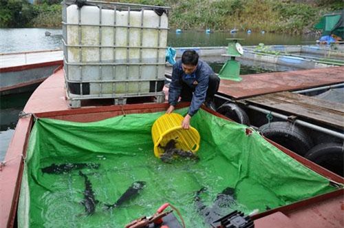 Tuyên Quang: 'Hốt bạc' nhờ nuôi 'ngũ quý' 
