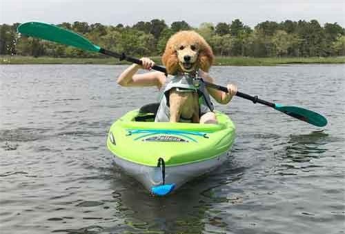 Những khoảnh khắc đúng thời điểm khiến bạn bật cười