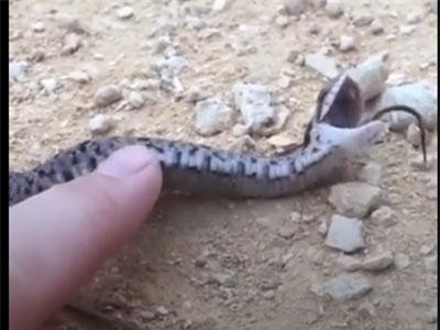 Hài hước khoảnh khắc rắn biết giả chết khi cảm thấy bị đe dọa