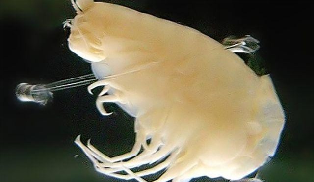 Những sinh vật biển sâu nhỏ bé “tự chế” áo giáp của riêng mình để không bị nghiền nát