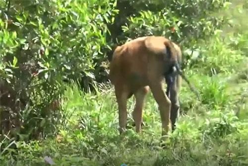  SỐC: Con bò 6 chân, không hậu môn, biết giận hờn ở Phú Quốc 