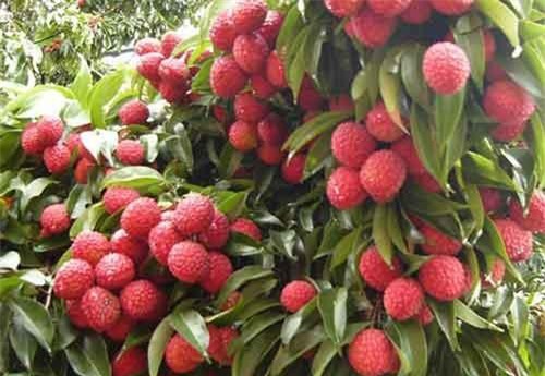 Vải thiều đầu mùa giá cao ngất ngưởng