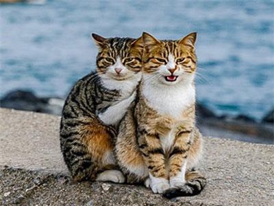 Cặp mèo lang thang khiến con người "ghen" vì quá hạnh phúc