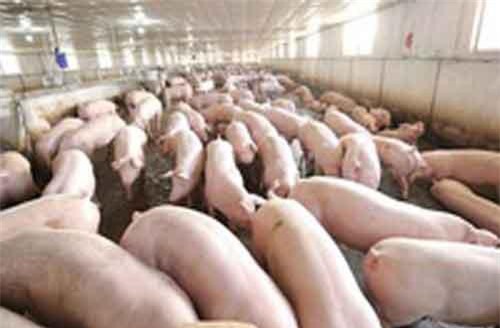 Giá thịt lợn hơi có xu hướng tăng