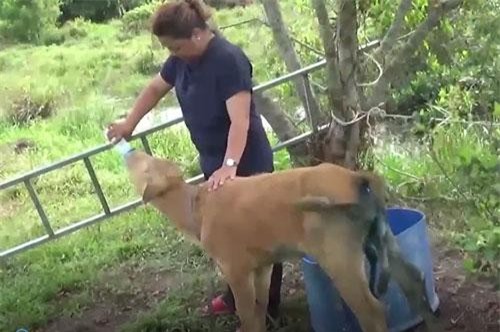 CLIP: Kỳ lạ con bò có 6 chân, biết giận hờn ở Phú Quốc