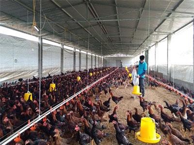 Quảng Bình: Kỹ sư thú y về quê nuôi gà, cứ bán 1.000 con lời 30 triệu