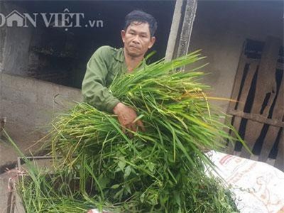 Ninh Bình: Cắt cỏ dại nuôi con nhiều sao mà xây nhà lầu