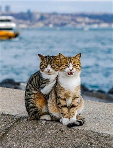 Hai chú mèo cùng nhau nằm trên chiếc ghế, tình tứ nhìn nhau và vô cùng đáng yêu! Đến với bức ảnh cặp mèo này, bạn sẽ được thưởng thức khoảnh khắc ngọt ngào và đáng nhớ.