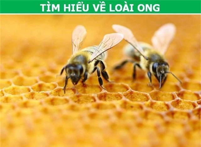 Những kết cục tồi tệ nào sẽ xảy ra với Trái Đất nếu loài ong tuyệt chủng? - 1