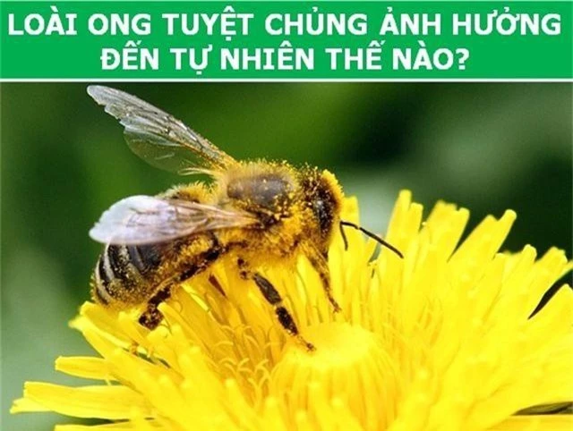 Những kết cục tồi tệ nào sẽ xảy ra với Trái Đất nếu loài ong tuyệt chủng? - 2