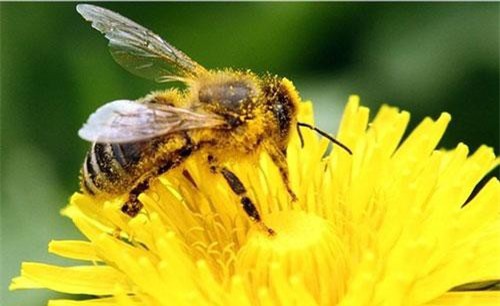 Những kết cục tồi tệ nào sẽ xảy ra với Trái Đất nếu loài ong tuyệt chủng?