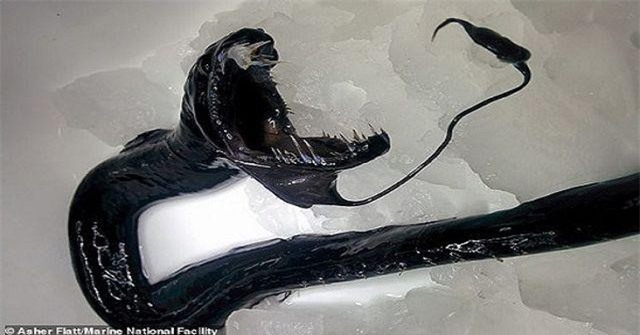 Australia: Phát hiện nhiều sinh vật kỳ dị "như ngoài hành tinh" dưới đáy biển sâu