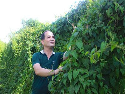 Gia Lai: Ở nơi này, dân đổ cả chục tỷ đồng trồng la liệt cà gai, đẳng sâm