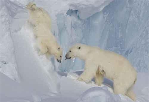 Gấu con rơi vách băng, gấu mẹ bất chấp làm điều kinh ngạc