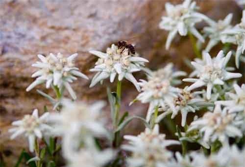 Khám phá "choáng" loài hoa núi nổi tiếng, quốc hoa Thụy Sĩ