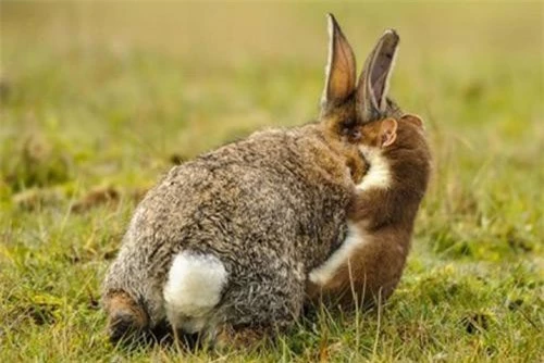 Chồn ecmin đang quyết chiến sinh tồn với thỏ.