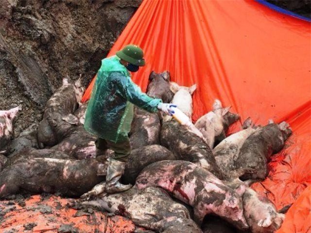 Ninh Bình: Ngăn chặn kịp thời xe tải chở 8 tấn lợn nhiễm dịch tả đi tiêu thụ