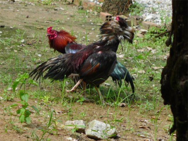 Vụ bắn người ở trường gà: Khởi tố 11 người