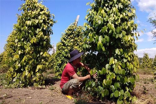 Đắk Lắk: Cạnh "nghĩa địa" tiêu, vẫn thu 300 triệu nhờ trồng trên đất đá