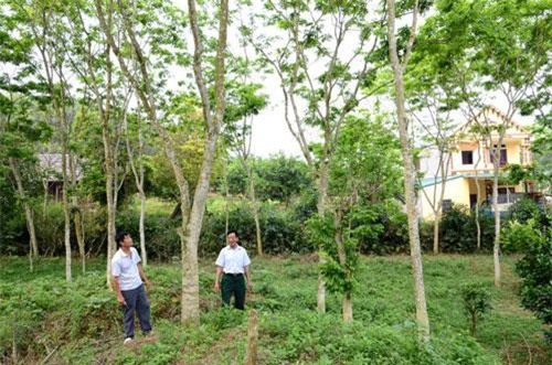 Tuyên Quang: Giàu nhất vùng vì có "kho báu" cả ngàn cây ở vườn cách đây 15 năm