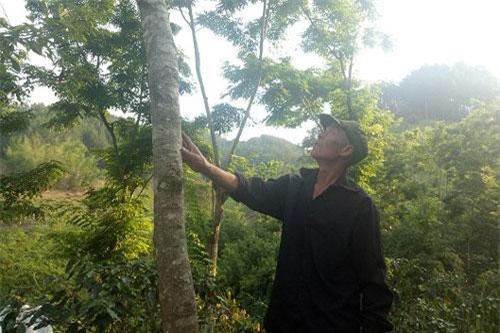 Sơn La: Kỳ công trồng cả trăm cây quý, giá bán đắt như vàng, lái cứ gạ mua