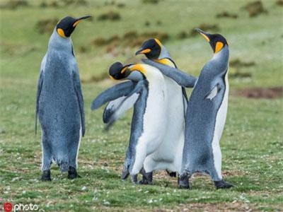 Chết mê khoảnh khắc cực yêu của chim cánh cụt