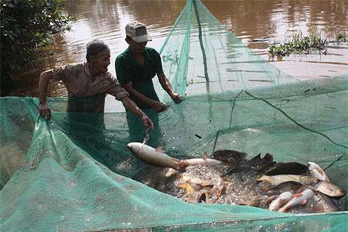 Kiên Giang: Cá đồng cạn kiệt, U Minh Thượng nuôi cá ngoại lai