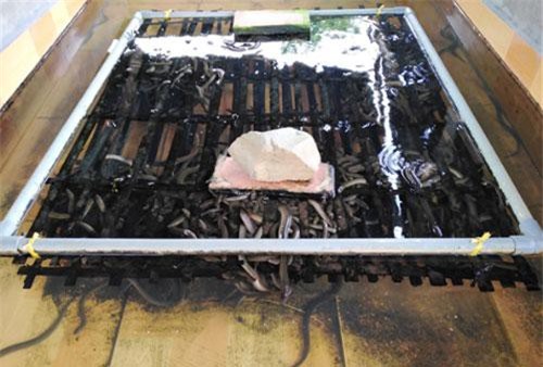 Hậu Giang: Nuôi thử 1.000 con lươn thắng lớn, làm tới lứa mới 5.000 con