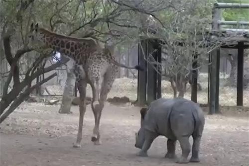 'Đùa nhây' với hươu cao cổ, tê giác con nhận cái kết đắng
