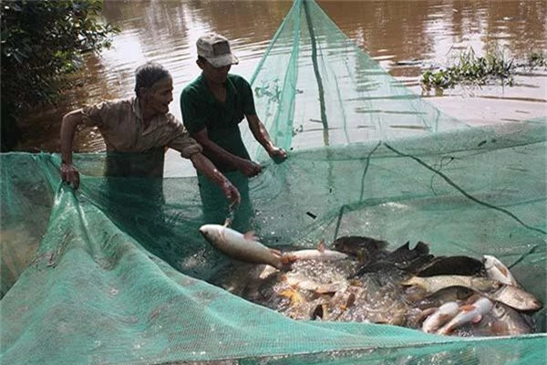 kien giang: ca dong can kiet, u minh thuong nuoi ca ngoai lai hinh anh 1