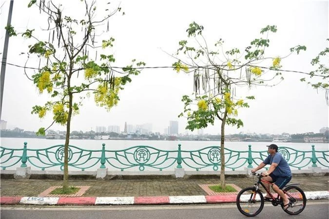 Mùa muồng hoàng yến vàng rực một góc trời Hà Nội - 1 Mùa muồng hoàng yến vàng rực một góc trời Hà Nội - 1