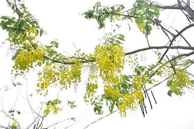 Mùa muồng hoàng yến vàng rực một góc trời Hà Nội - 10 Mùa muồng hoàng yến vàng rực một góc trời Hà Nội - 10