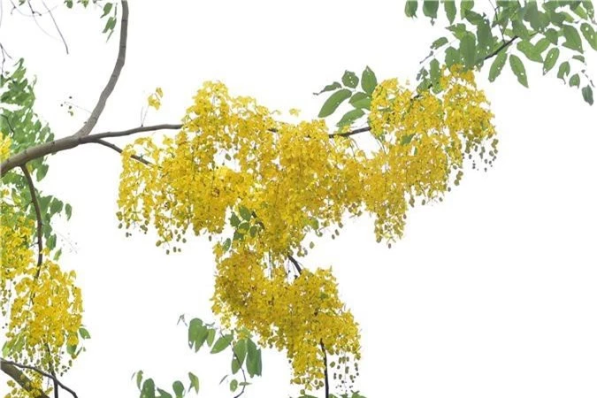 Mùa muồng hoàng yến vàng rực một góc trời Hà Nội - 11 Mùa muồng hoàng yến vàng rực một góc trời Hà Nội - 11