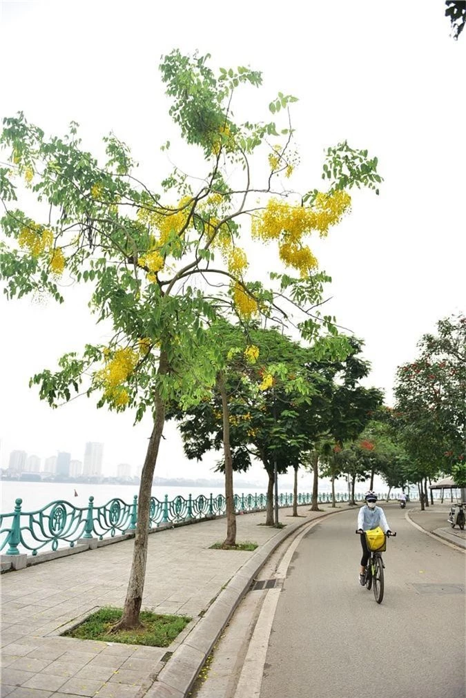 Mùa muồng hoàng yến vàng rực một góc trời Hà Nội - 13 Mùa muồng hoàng yến vàng rực một góc trời Hà Nội - 13