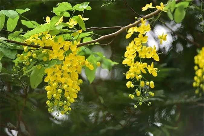 Mùa muồng hoàng yến vàng rực một góc trời Hà Nội - 2 Mùa muồng hoàng yến vàng rực một góc trời Hà Nội - 2