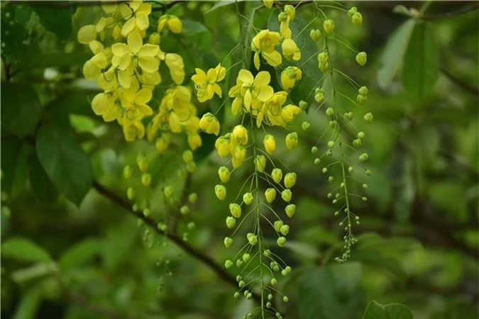 Mùa muồng hoàng yến vàng rực một góc trời Hà Nội - 4 Mùa muồng hoàng yến vàng rực một góc trời Hà Nội - 4