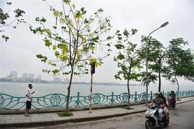 Mùa muồng hoàng yến vàng rực một góc trời Hà Nội - 7 Mùa muồng hoàng yến vàng rực một góc trời Hà Nội - 7