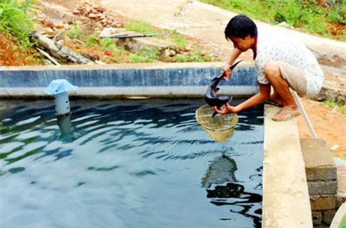 Rủ nhau nuôi cá tầm Siberi ở ao bậc thang, bán 200 ngàn/kg