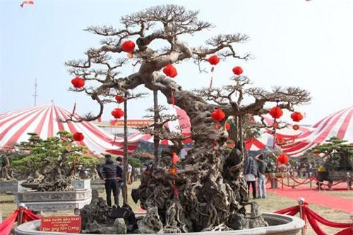 Gốc sanh cổ ‘Độc long kim cương’ của đại gia Hưng Yên có gì ‘hot’ mà giá triệu USD?