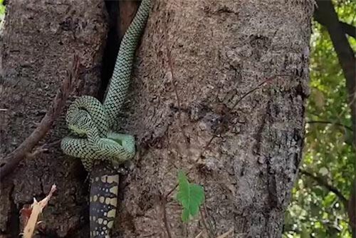 Clip: Rắn cườm háu ăn quyết không buông con mồi quá khổ và cái kết ngỡ ngàng