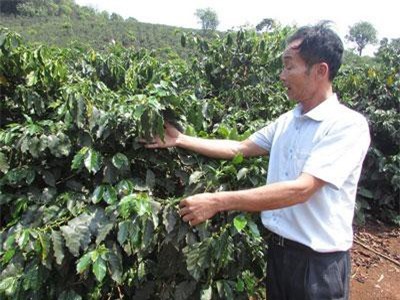 Sơn La: Làm ra loại cà phê mật ong thơm ngào ngạt, ta mê Tây thích