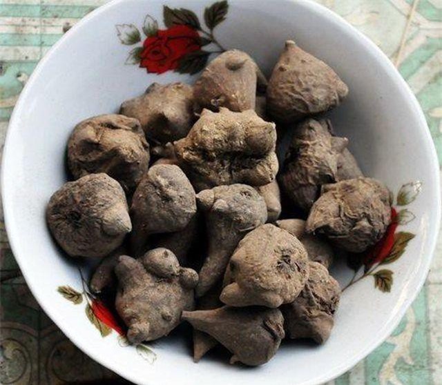 Tuyên Quang: Ngâm loại củ thuộc thuốc độc bảng A để uống, hai người ngộ độc nặng