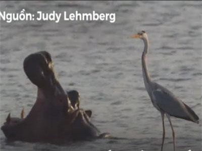 Chim diệc xám 'cưỡi' lên người hà mã để bắt cá