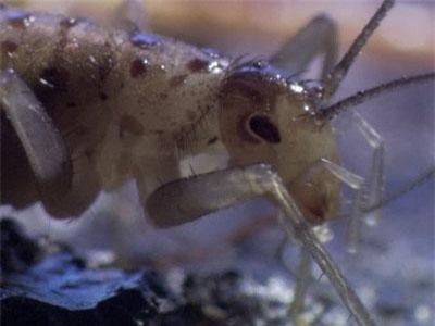 Ly kỳ sinh vật lạ chỉ xuất hiện sau núi lửa phun trào