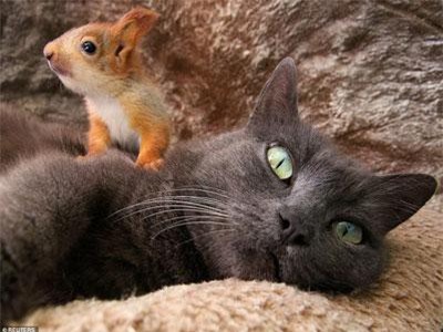 Sóc mồ côi nép mình yên bình trong lòng mèo mẹ gây sốc