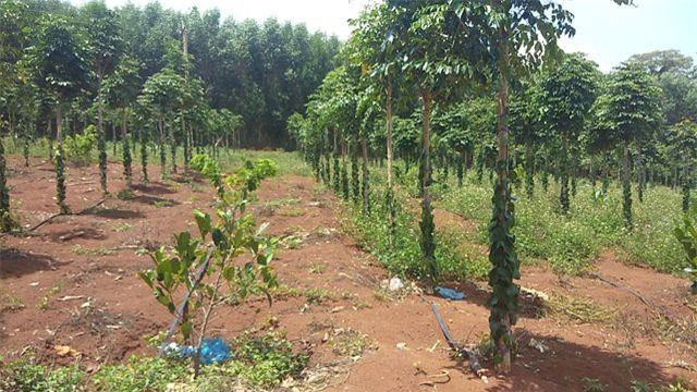 Gia Lai: Vợ giám đốc lâm nghiệp lấn chiếm đất rừng do chồng quản lý